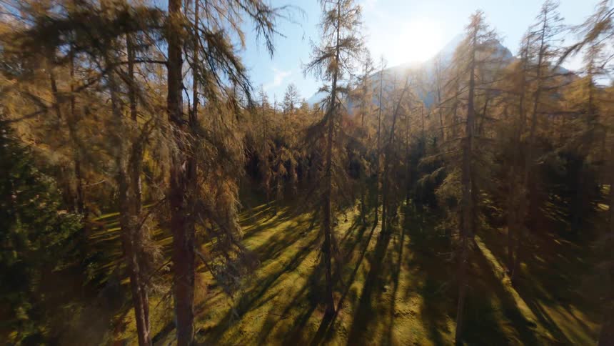 Trees in a forest are displayed in autumn