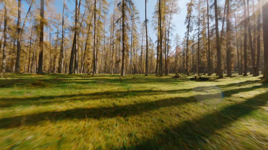 A forest with trees and grass with a mountain range the sky and clouds in the background