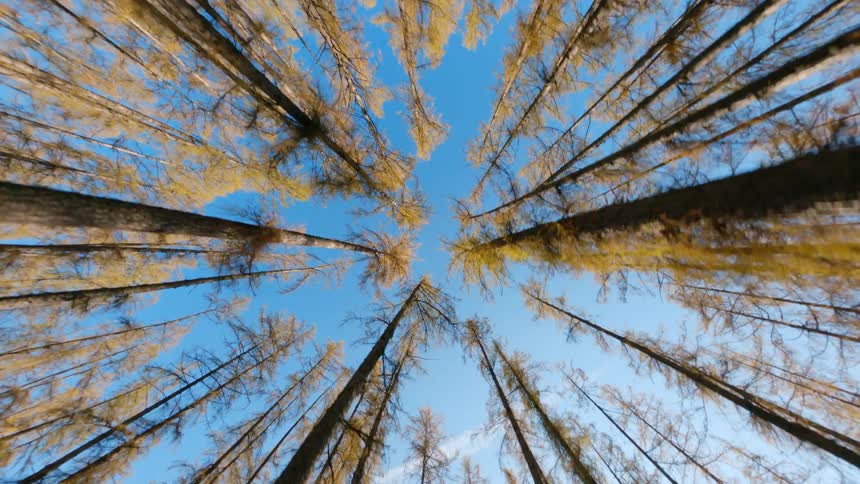 Tall thin trees in a woodland under a clear daytime sky