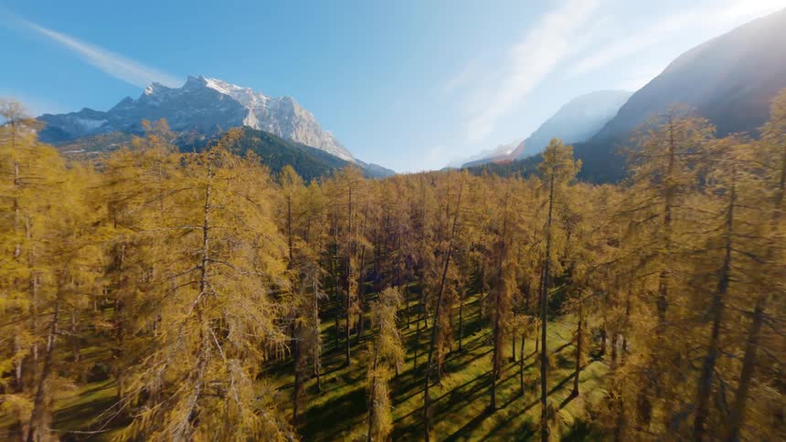 A forest full of tall pine trees stand at the base of a mountain range