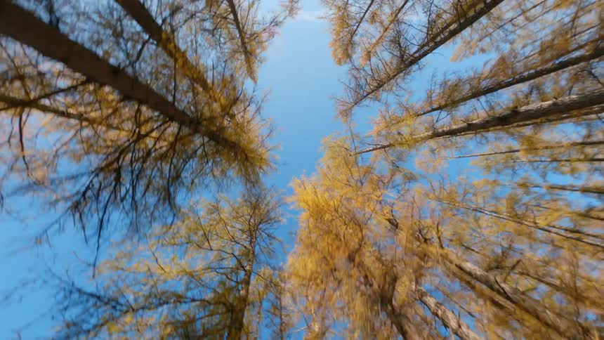 Autumn trees stretch to the blue sky in the woods