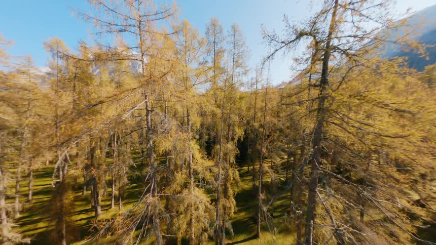 Aerial view of a large area of land covered with autumn trees and plants with high snow capped mountains in the background