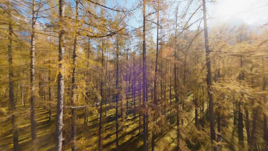 An aerial view of a forest in autumn is displayed
