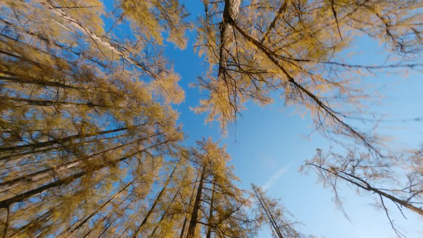 Bundles of trees in a forest on a sunny day