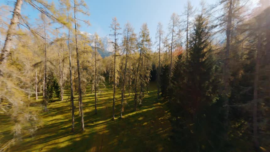Larch trees in a nature reserve at daytime next to a wide mountain range with a snowy peak