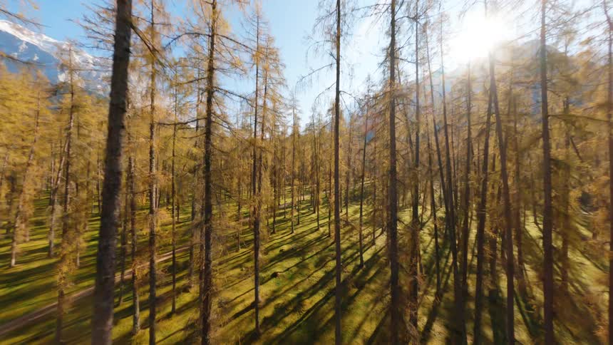 Aerial view of forest is displayed in autumn