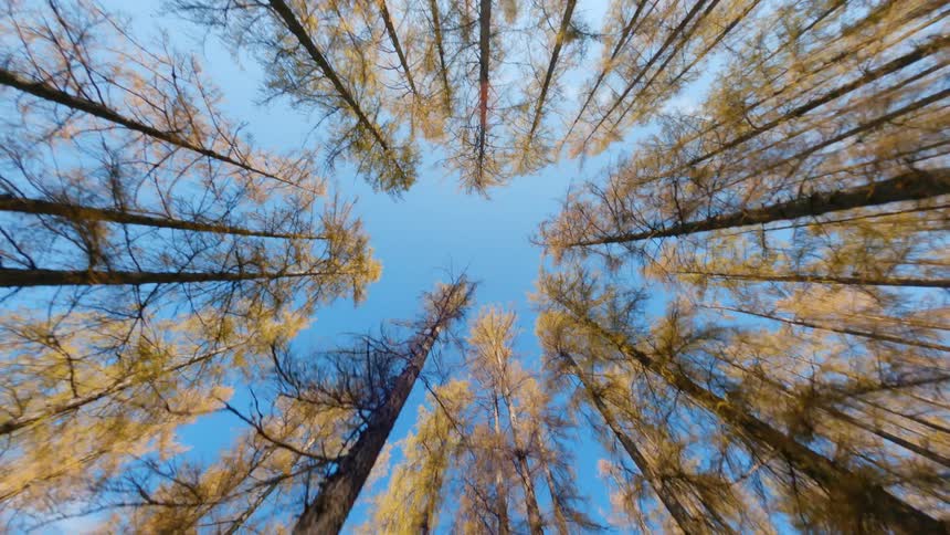 Trees stretch to the blue sky in the woods