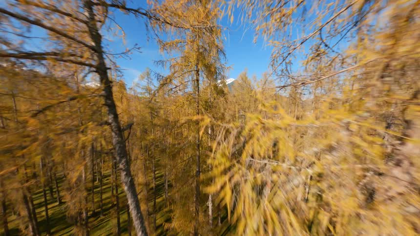 Aerial view of a forest is displayed in autumn