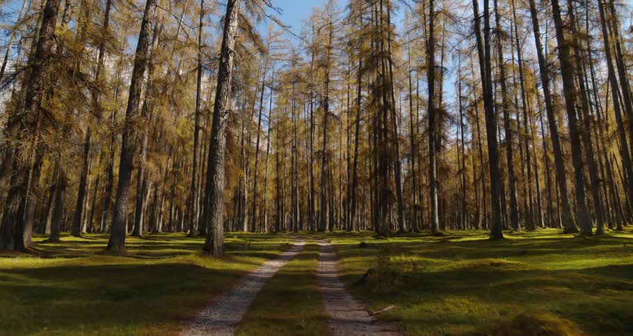 Repeat tire tracks on the ground through a forest has created a gravel road