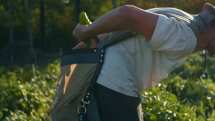 A person bending over on a field picking vegetables with trees in the background