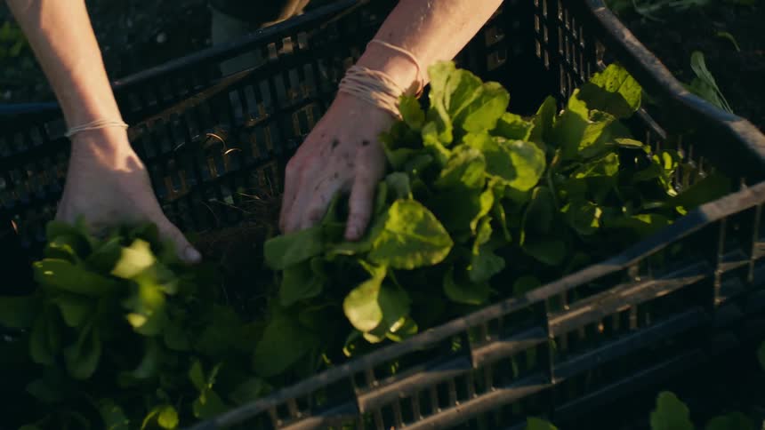 A person pulling plants from the ground and placing them in a crate