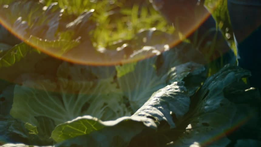 A person picks a head of cabbage from a field