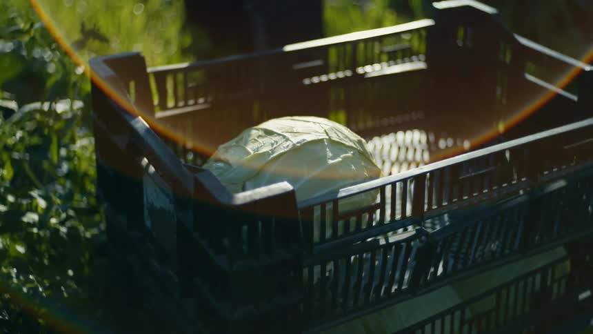 A person bends down and picks up a cabbage from a crate sitting outside