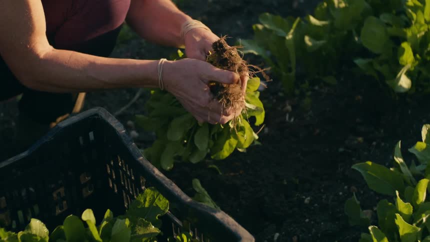 A woman picks lettuce from a garden