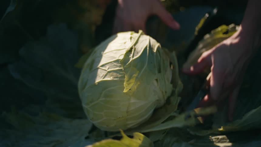 Person holds a head of cabbage and cuts it from the ground
