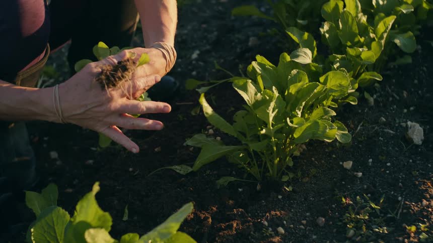 Lettuce is being removed from the soil by hand