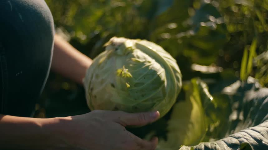 A farmer crouched on the ground wipes dirt off a head of cabbage and stands up