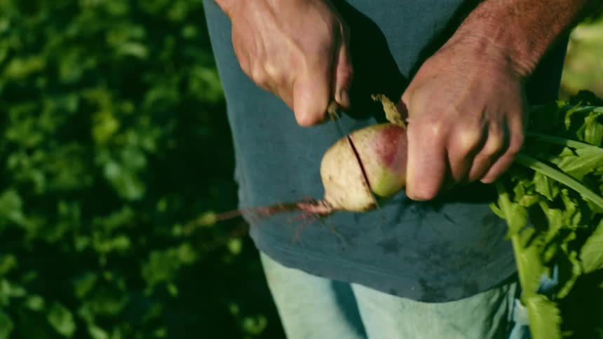A person uses a knife to cut into a beet