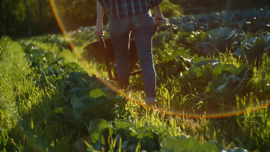 Woman pushes wheelbarrow along row between crops in field