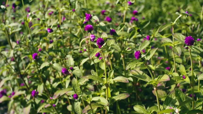 Sun shines on a field of purple flowers