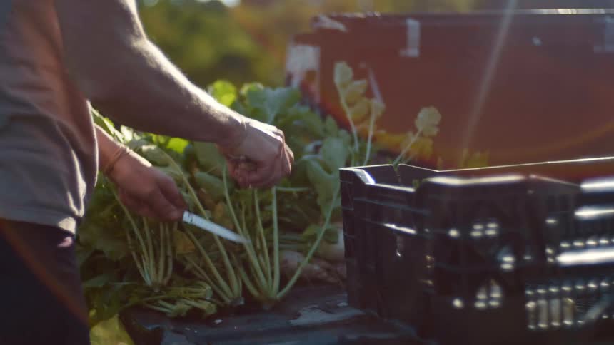 A person cuts the tops off a root vegetable and places the vegetable into a basket