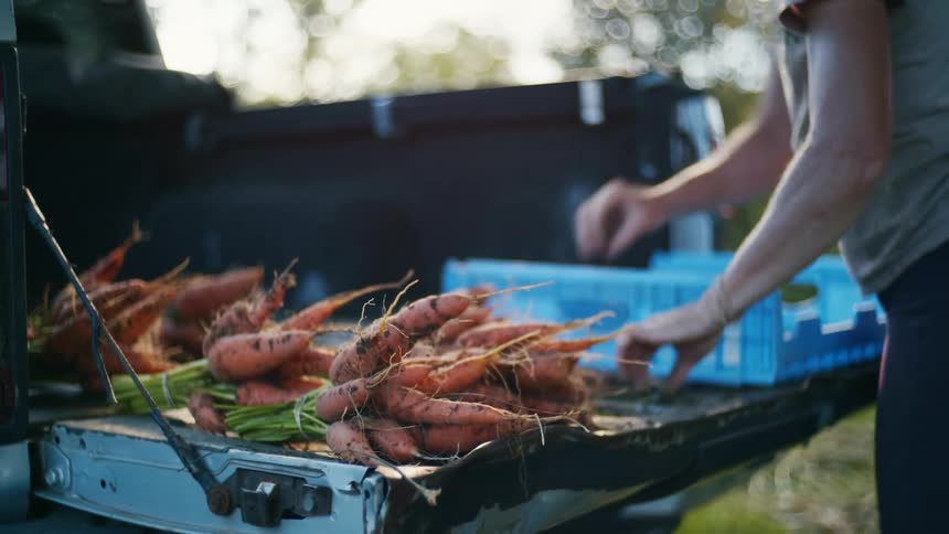 A woman sets a blue tray down on the bed of a pickup truck next to a pile of just picked carrots