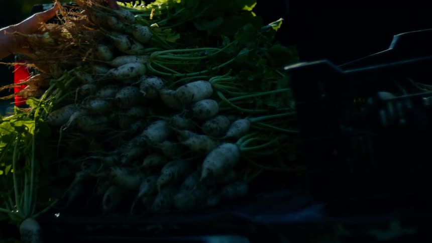 A male loading up a truck with different kinds of vegetables