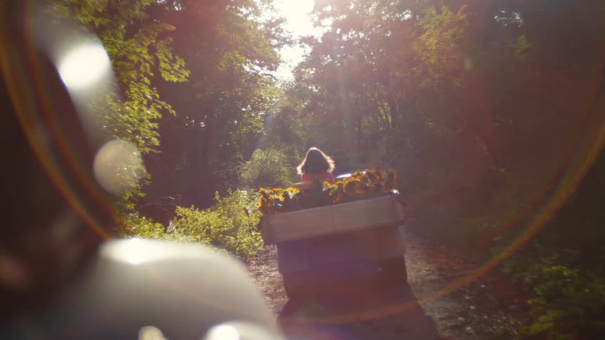 Small car full of sunflowers driving down a sunny nature path