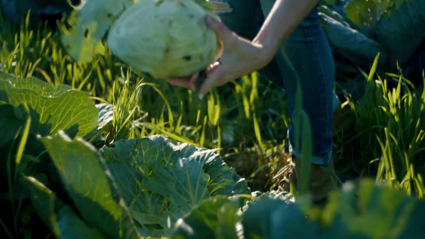 Farmer out in a field harvesting a head of cabbage and tearing off bad leaves