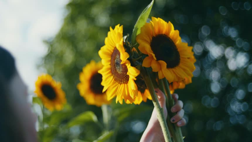 A woman gathers sunflowers by their stem outdoors during the day