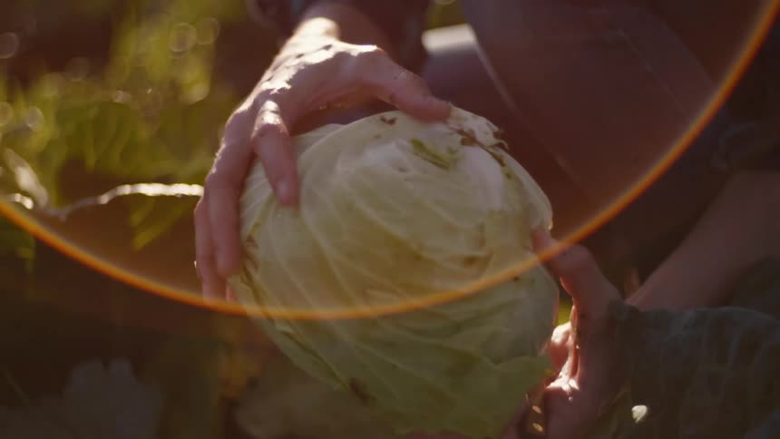 Person is peeling leaves off a head of cabbage