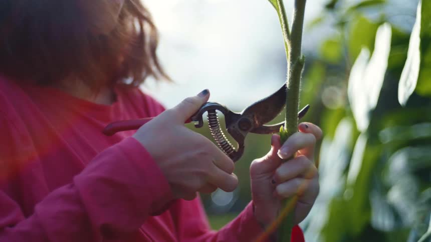 A woman prunes a plant with shears