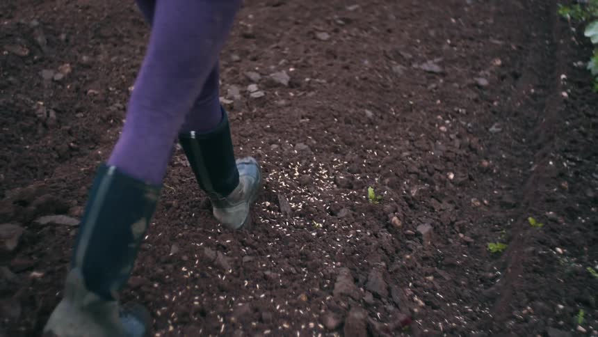 Human dropping seeds into ground