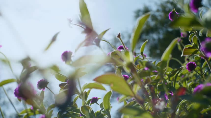 Close up of purple flowers with bright sunlight outdoors