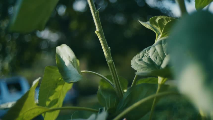 Hand picking leaves off of a sunflower stem outside in a sunflower field