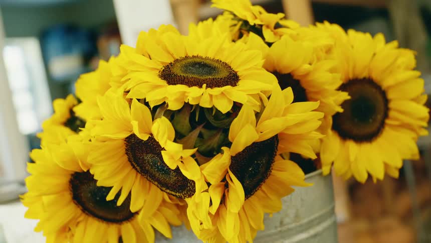 Sunflowers in a buck inside a room in a building