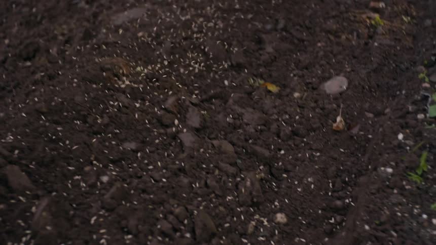 A person spreads grass seed on the ground while walking forward
