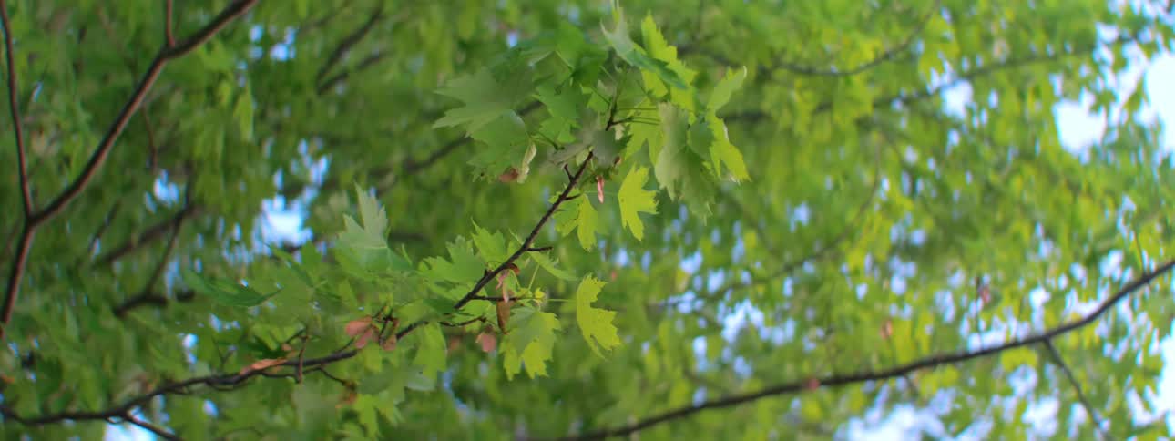 Fresh leaves on a branch in a tree on a sunny day