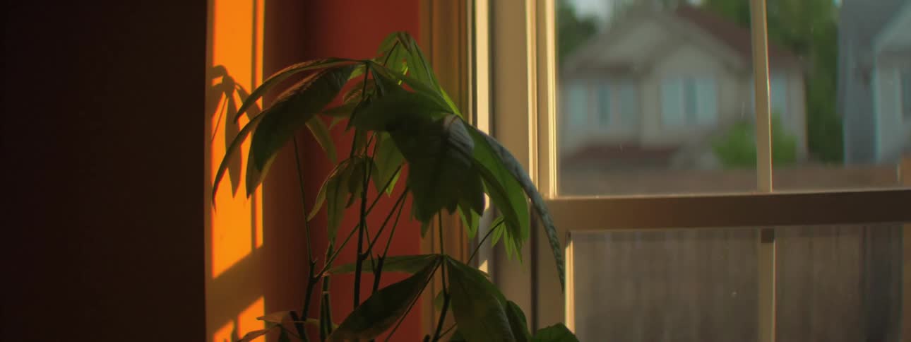 Plant in the corner of a room in a house next to a window and corner with sun peeking in through the window