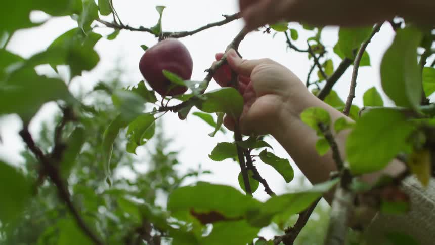 Hands picking fruit from a tree outdoors in overcast conditions