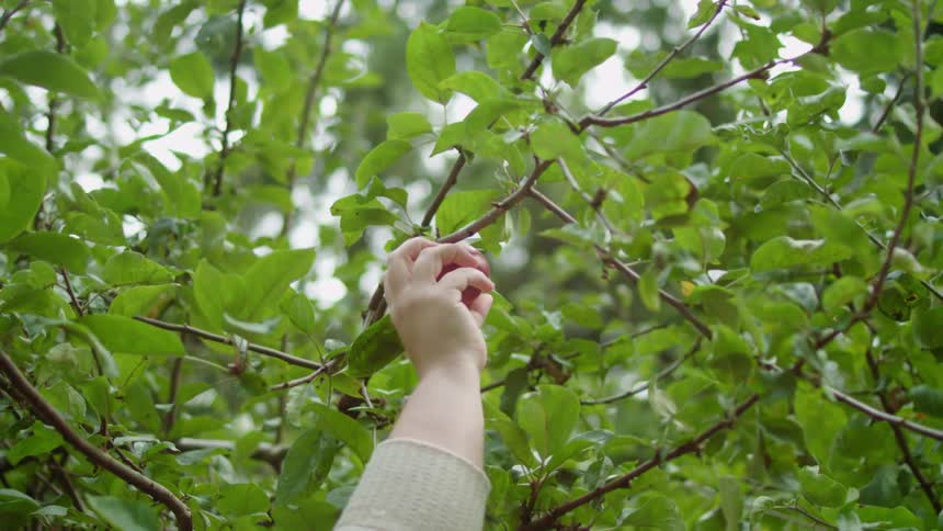 Hand reaching up onto a tree branch picking a fruit off of a branch at day time