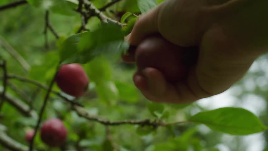 A hand removes a piece of fruit from the plant outdoors