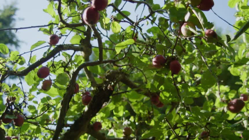 Grapes on a branch in daylight