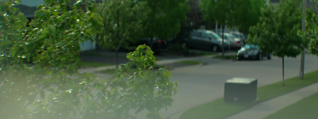 Tree swaying in the wind outside of homes in a suburb