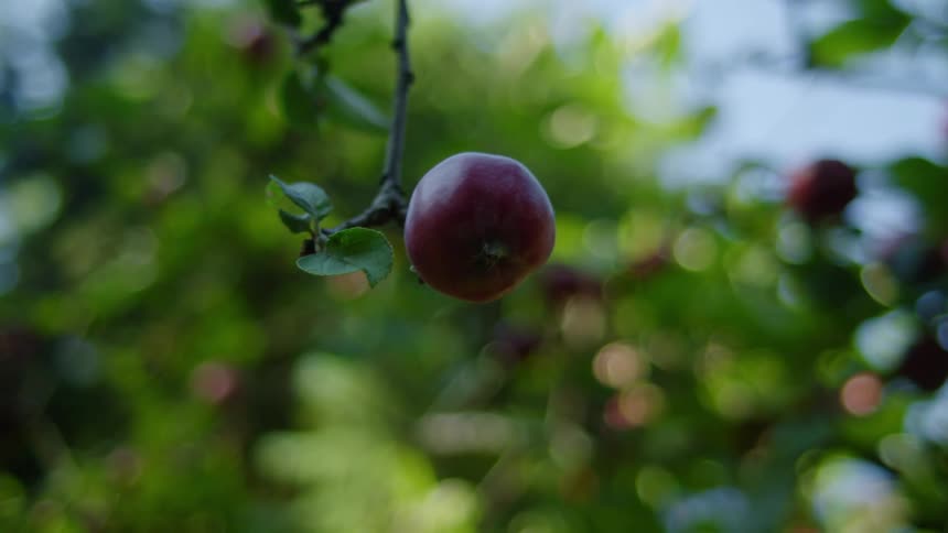 Apples growing on trees in an orchard