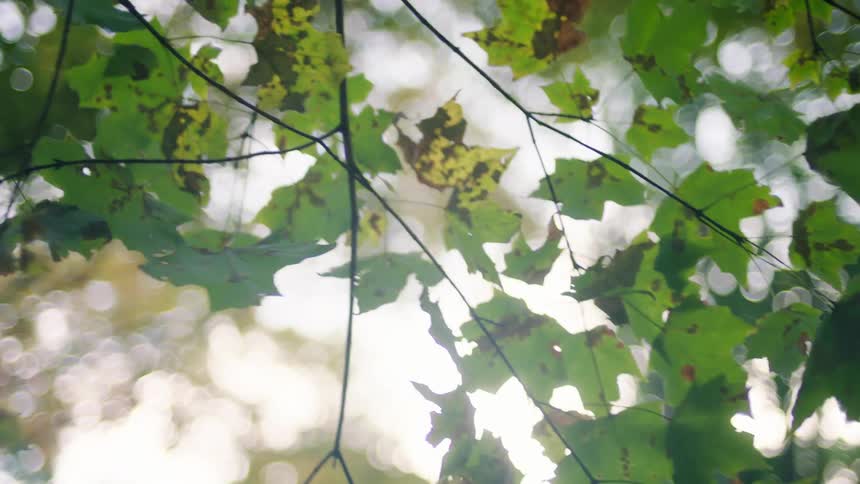 Wilting leaves on a tree branch swaying in the wind