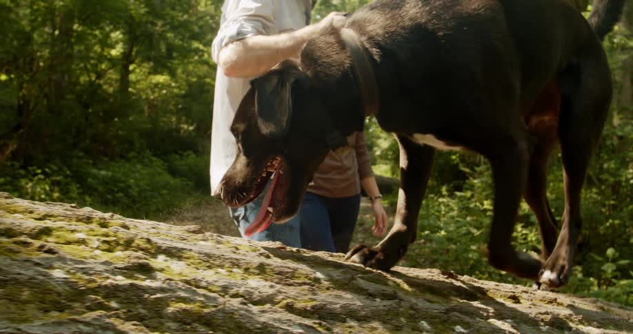 Man holding the hand of a woman helps her walk over a tree trunk in the forest