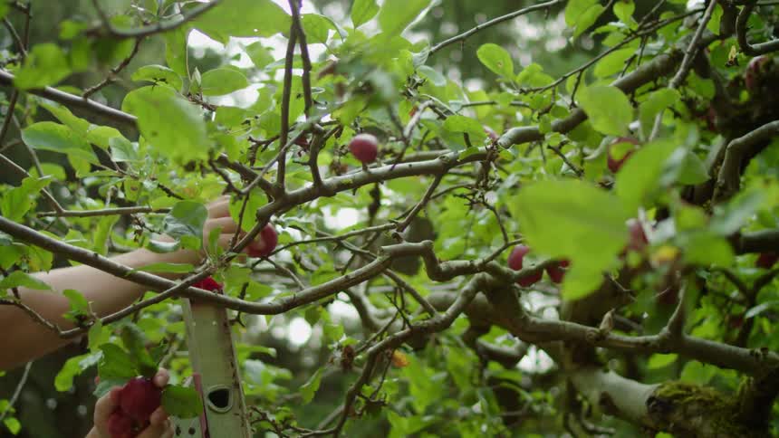 A person stands on a ladder while picking fruit from a tree in the daytime