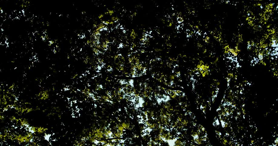 Glare of sunlight gleaming through a set of trees outdoors