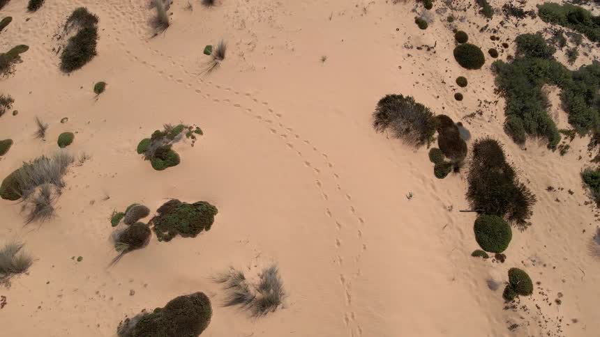 Footsteps in the sand of a desert surrounded by desert plants